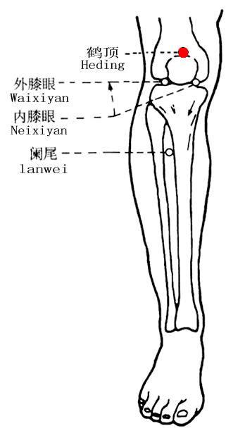 鶴頂穴位置|鶴頂穴位置 